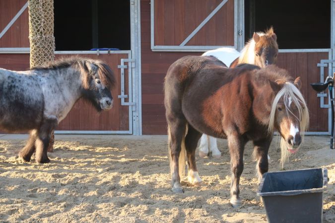 2017-01-22-photo-00000016